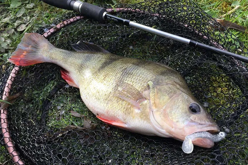 Water Wolf Complete Fresh Water Lure Setup
